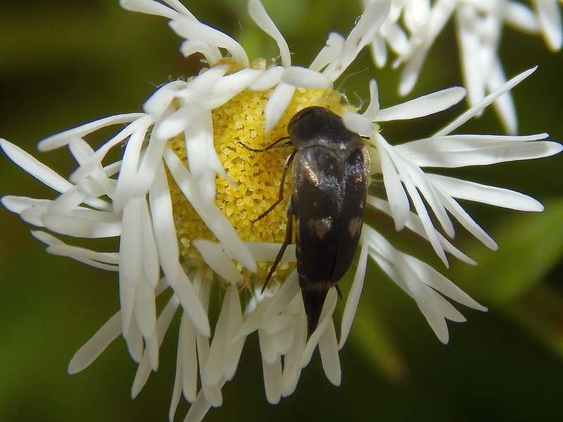 Variimorda cfr. fasciata, Mordellidae